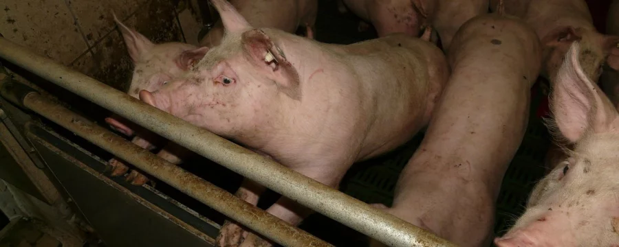 Indoor reared pigs